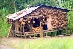 La casa de los cocos